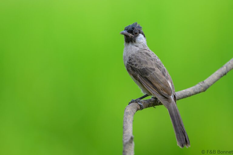 Sooty headed bulbul indonesia 8