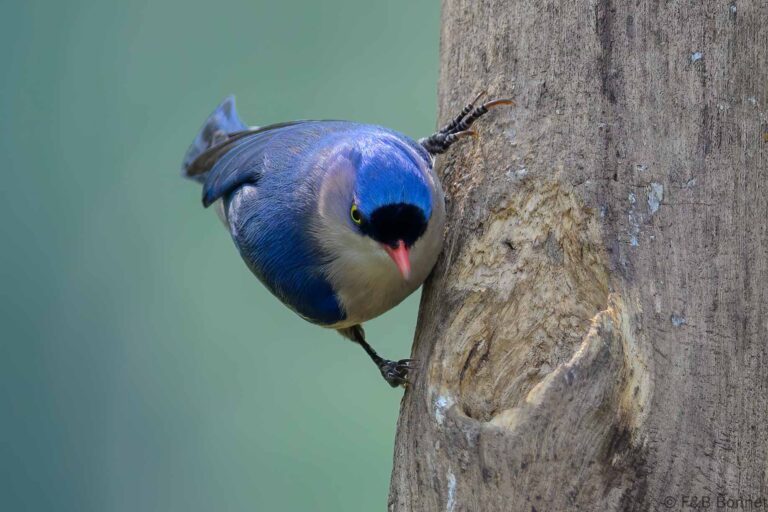 Velvet fronted nuthatch china 1