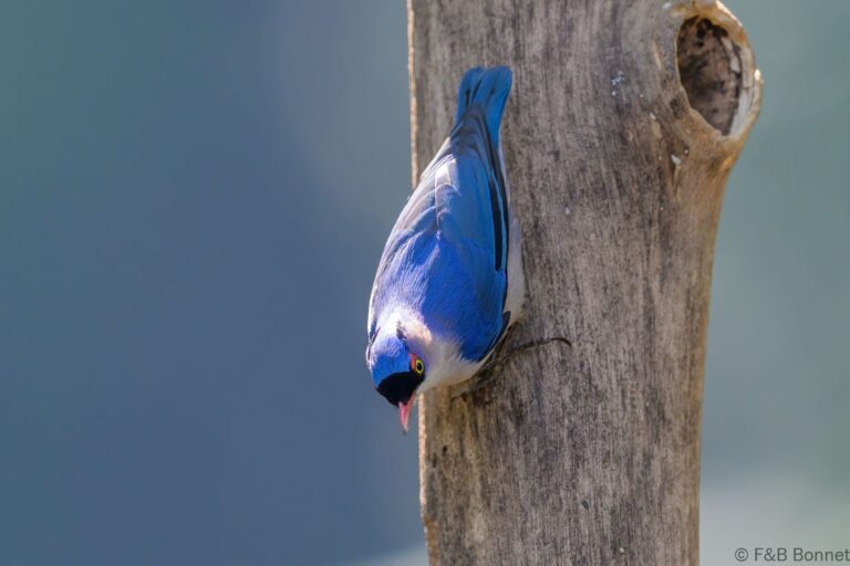 Velvet fronted nuthatch china 3