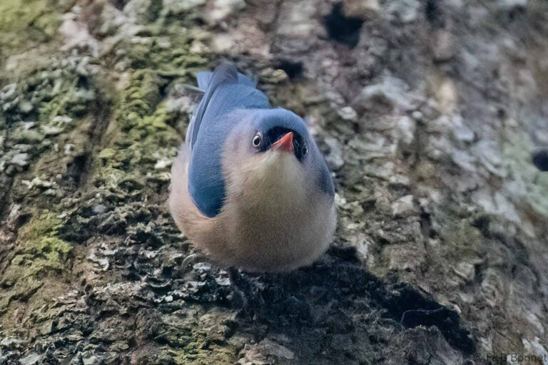 Velvet fronted nuthatch thailand 2