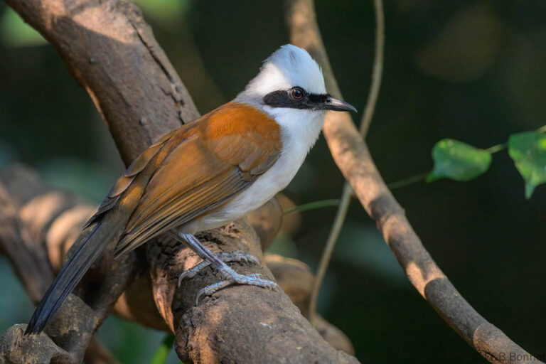 White crested laughingthrush china 1