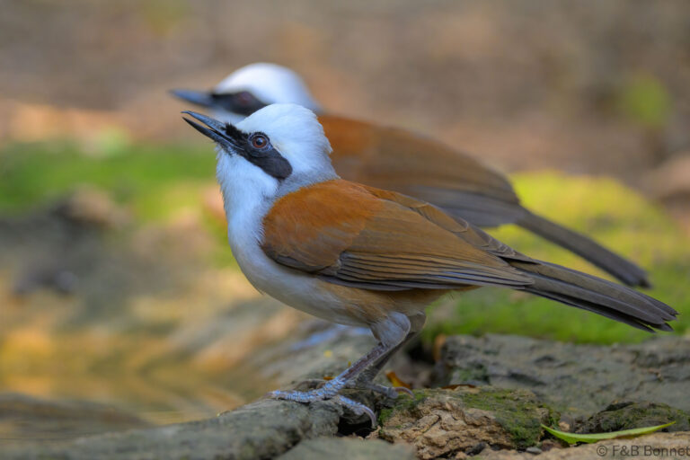 White crested laughingthrush china 2