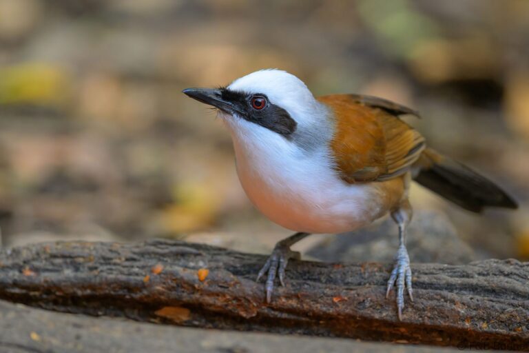 White crested laughingthrush china 3