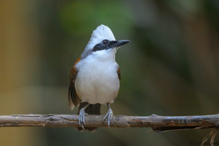 White crested laughingthrush china 4