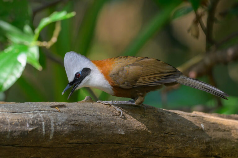 White crested laughingthrush china 5