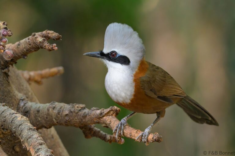 White crested laughingthrush china 6
