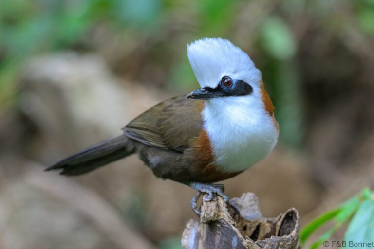 White crested laughingthrush china 7