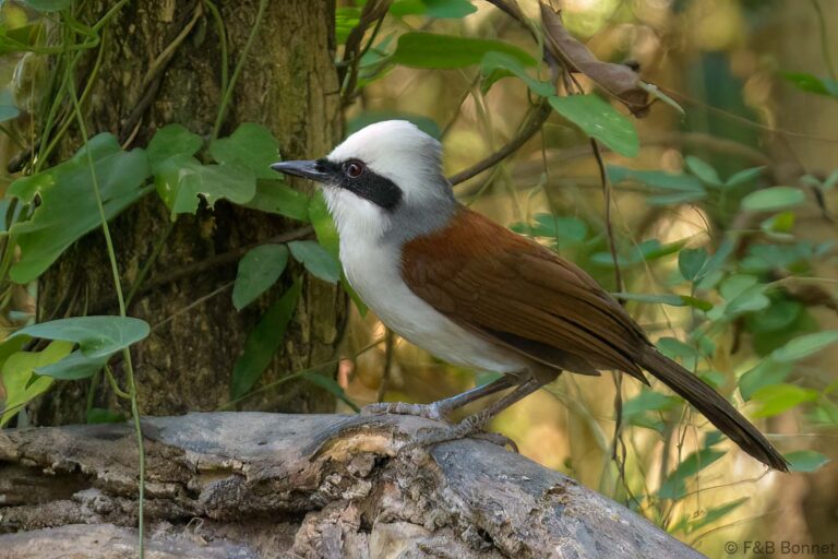 White crested laughingthrush thailand 4