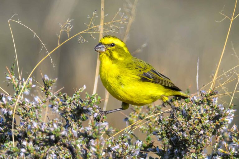 Yellow canary south africa 5