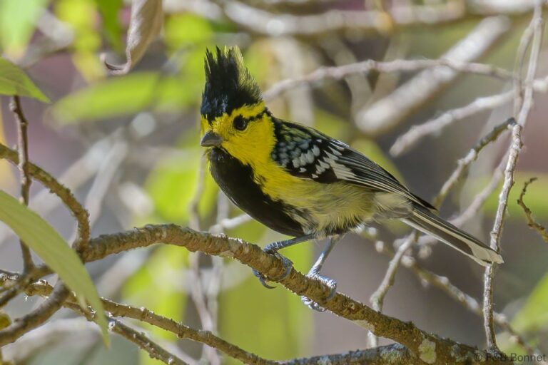 Yellow-cheeked Tit_Thailande-1