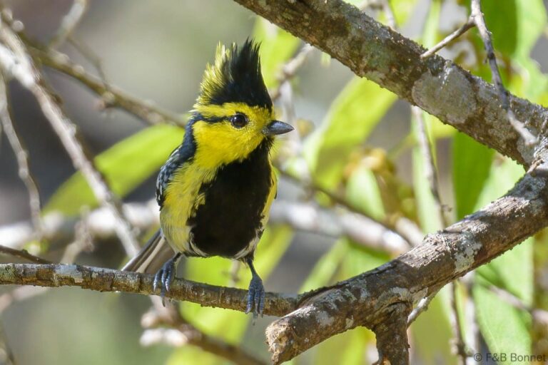 Yellow-cheeked Tit_Thailande-2