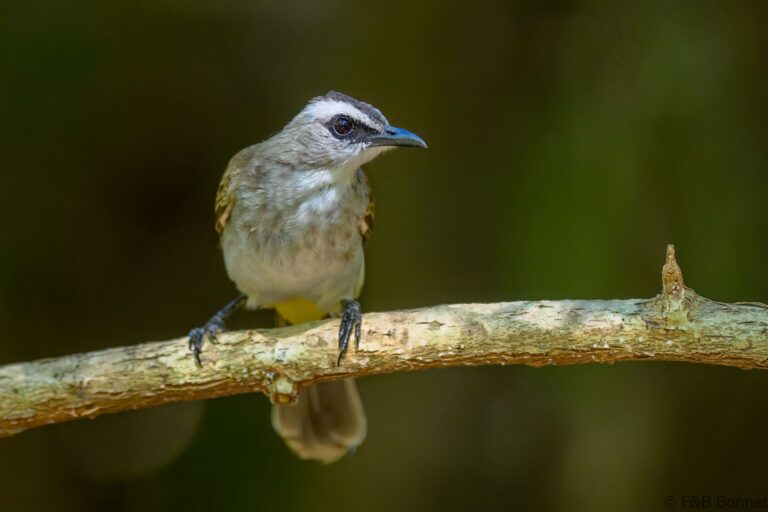 Yellow vented bulbul indonesia 1
