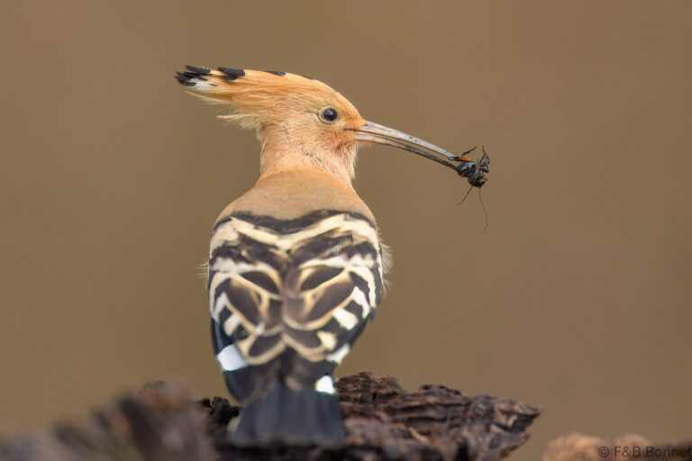 Eurasian Hoopoe_Spain-5