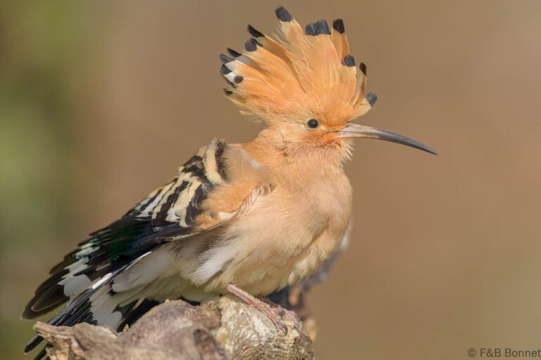Eurasian Hoopoe_Spain-6