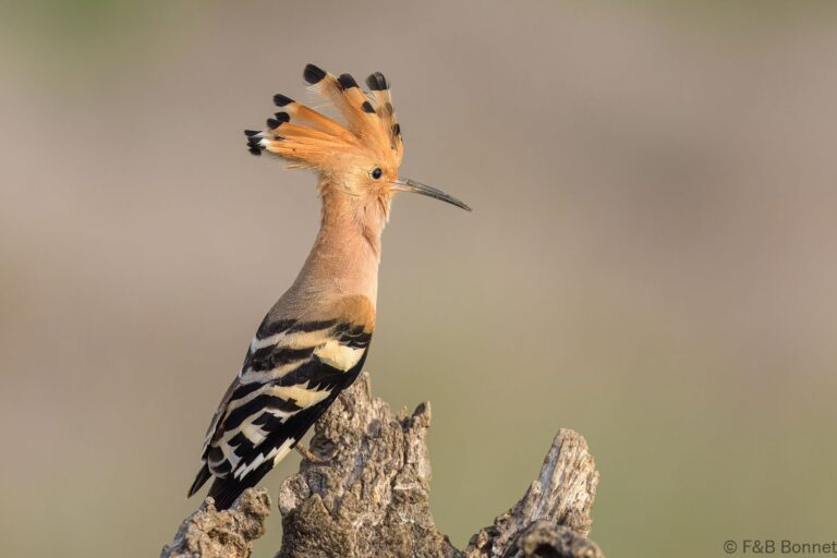 Eurasian Hoopoe_Spain-7
