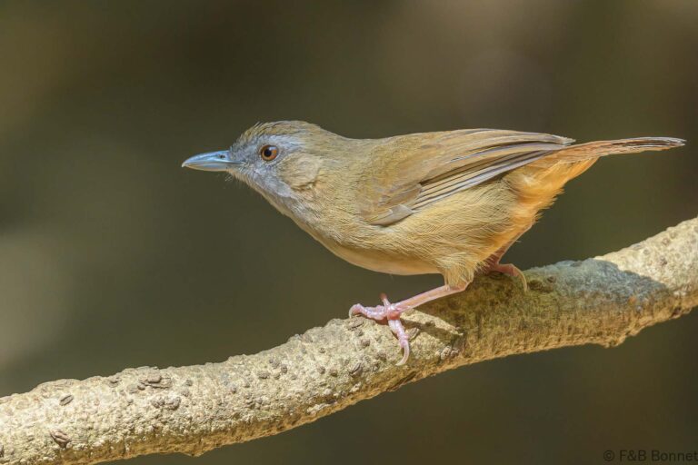 Abbott's Babbler_Thailand-3