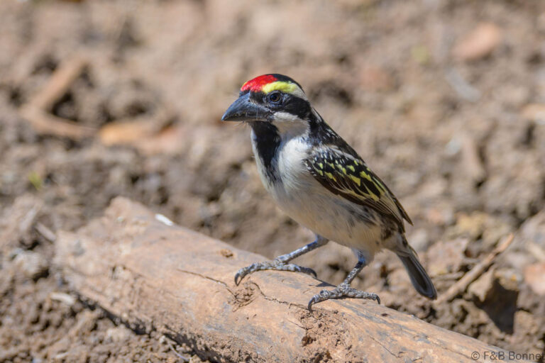 Acacia pied barbet south africa 2