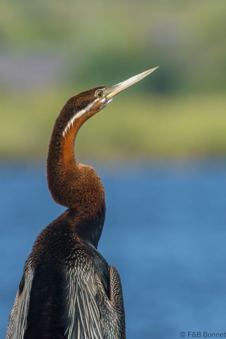 African Darter_Botswana-2