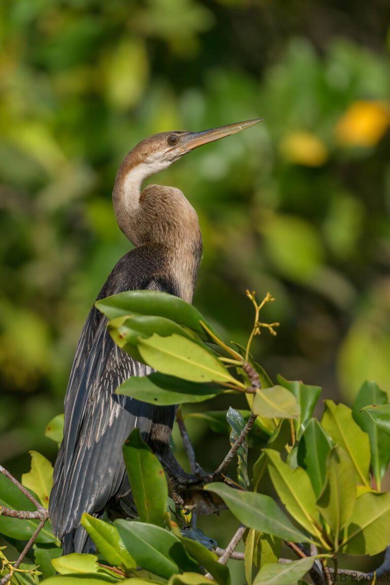 African Darter_Senegal-1