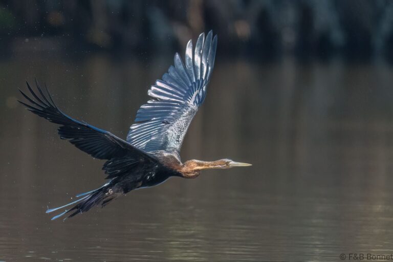 African Darter_Senegal-2