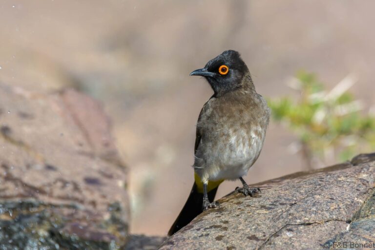 African Red-eyed Bulbul_South Africa-6