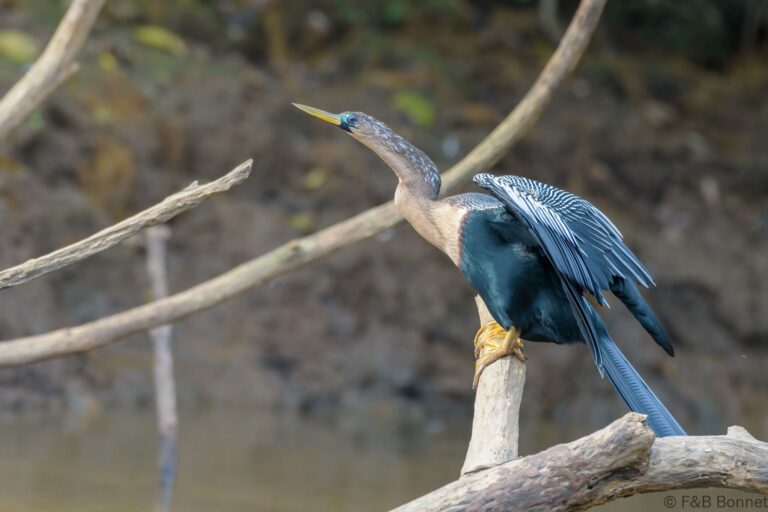 Anhinga_Costa Rica-1