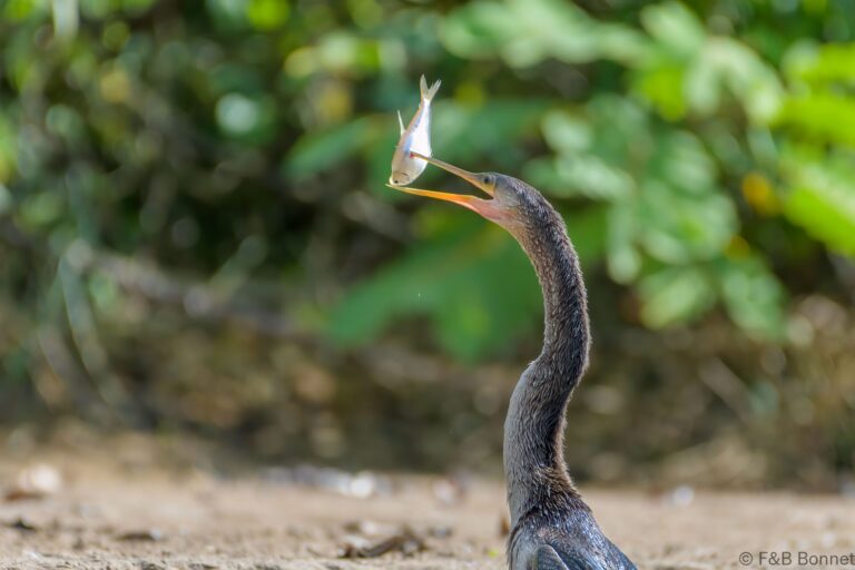 Anhinga_Costa Rica-2