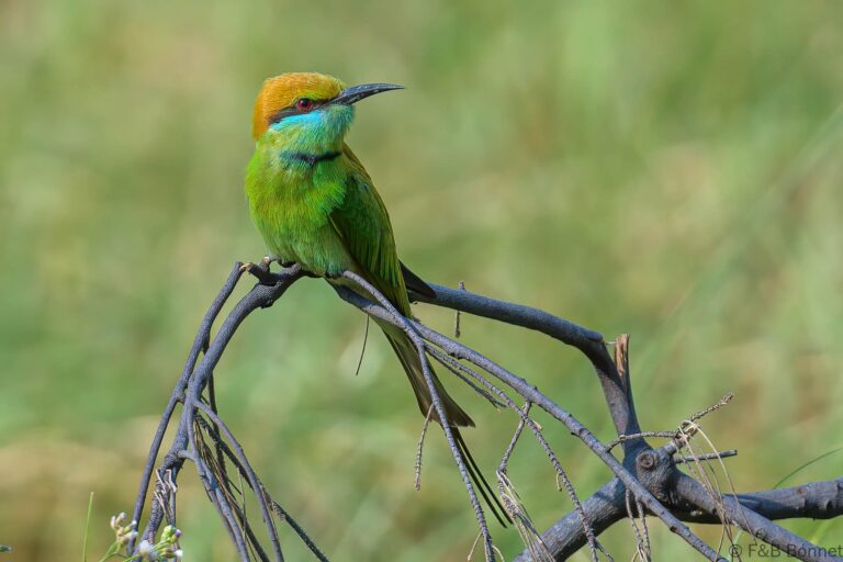 Asian Green Bee-eater_Thailand-3
