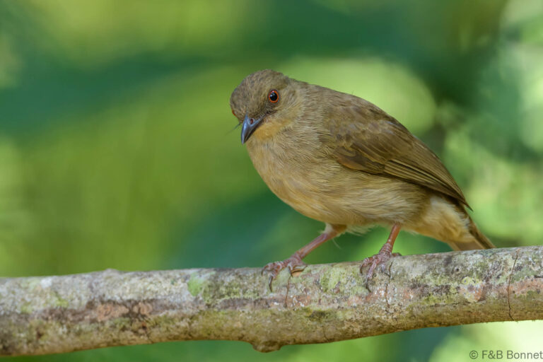 Asian Red-eyed Bulbul_Thailand-4