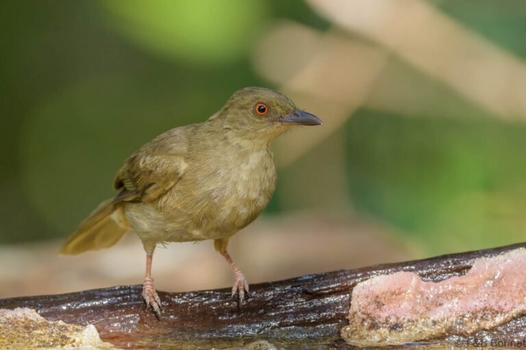 Asian Red-eyed Bulbul_Thailand-5