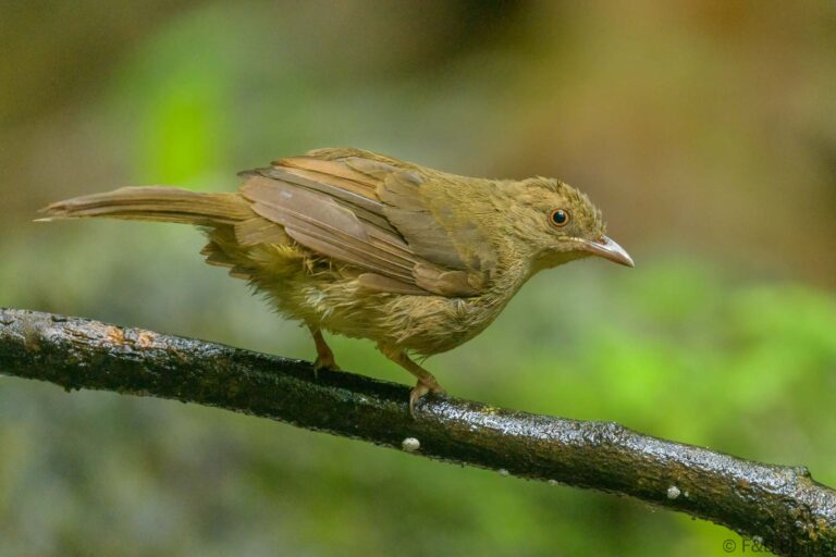 Asian Red-eyed Bulbul_Thailand-6