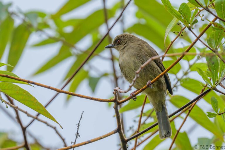 Asian Red-eyed Bulbul_Thailand-7