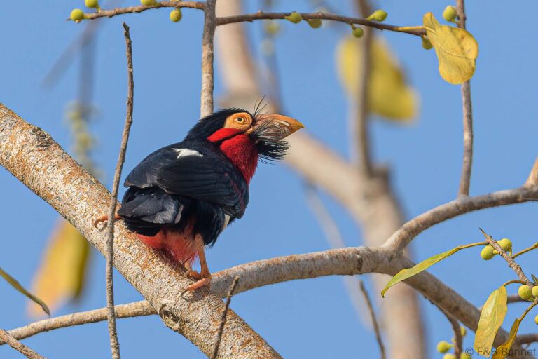Bearded Barbet_Senegal-4
