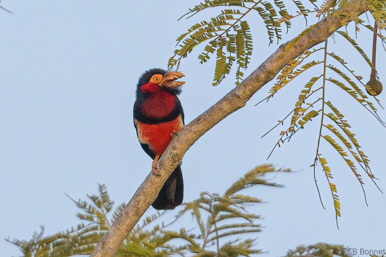 Bearded Barbet_Senegal-6