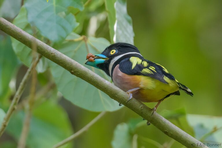 Black-and-yellow Broadbill_Thailand-4