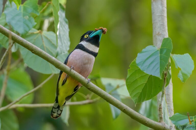 Black-and-yellow Broadbill_Thailand-5