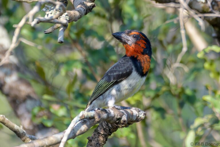 Black-collared Barbet_South Africa-4