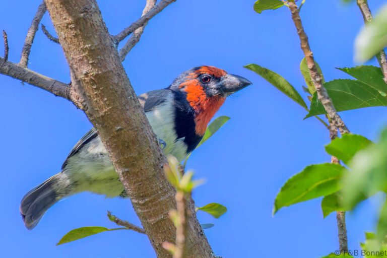 Black-collared Barbet_South Africa-6