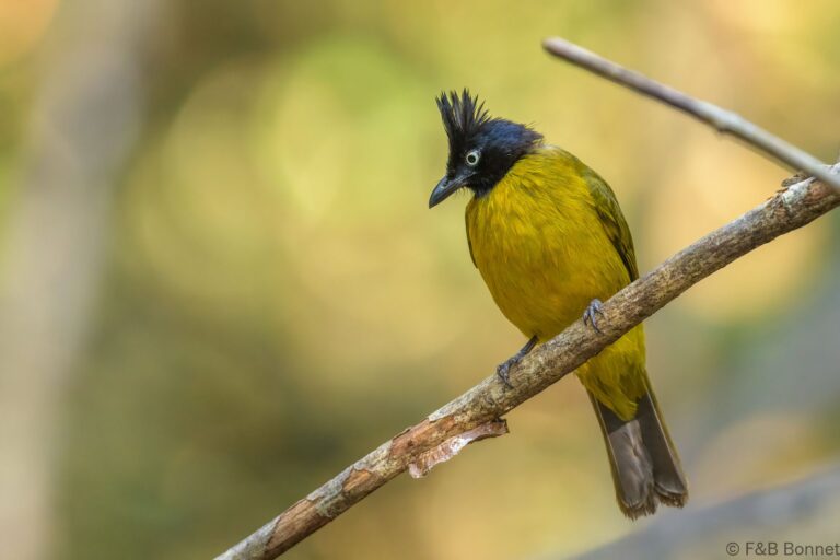 Black-crested Bulbul_Thailand-5
