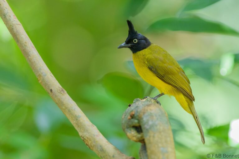 lack-crested Bulbul_Thailand-6