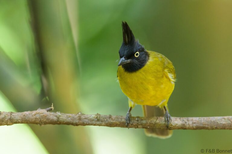 Black-crested Bulbul_Thailand-7