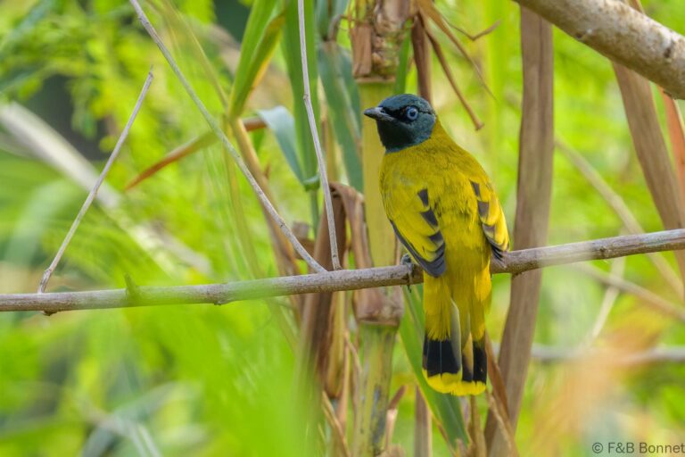Black-headed Bulbul_Thailand-3