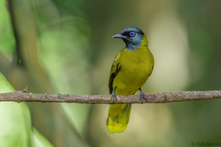 Black-headed Bulbul_Thailand-4