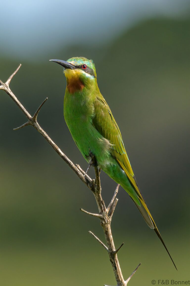Blue-cheeked Bee-eater_South Africa-4