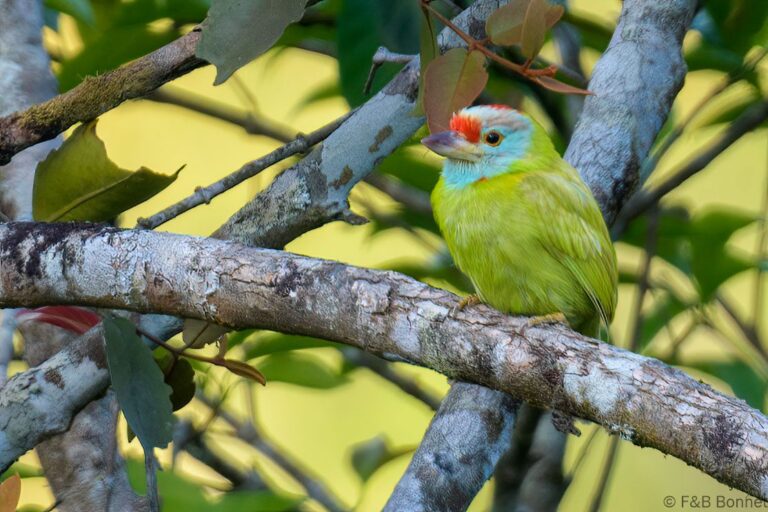 Blue-throated Barbet_Thailand-2