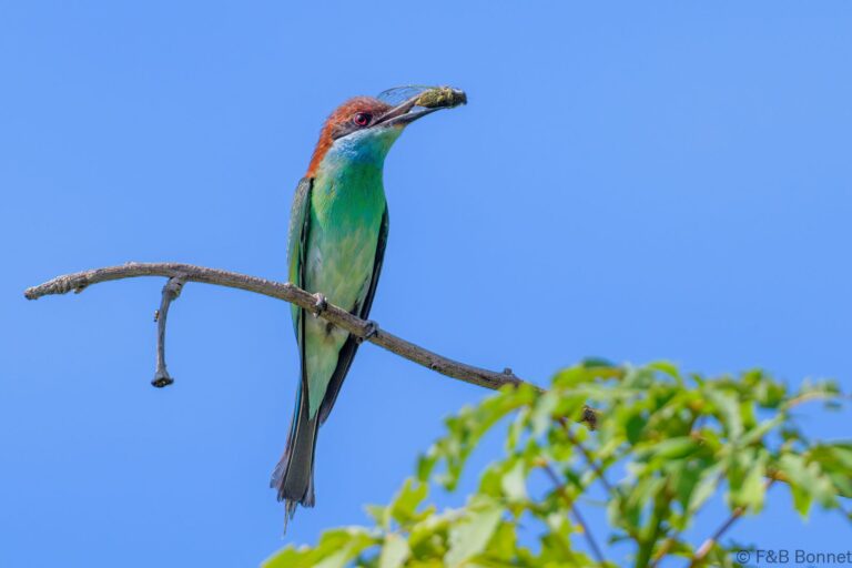 Blue-throated Bee-eater_Thailand-4