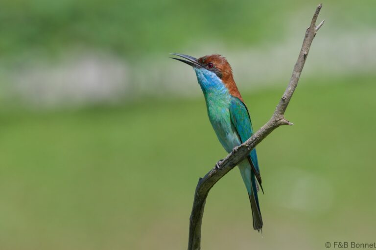 Blue-throated Bee-eater_Thailand-5