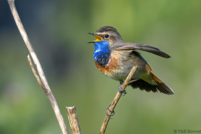 Bluethroat_France-2