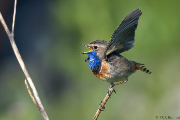 Bluethroat_France-3