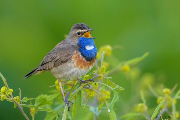 Bluethroat_France-4